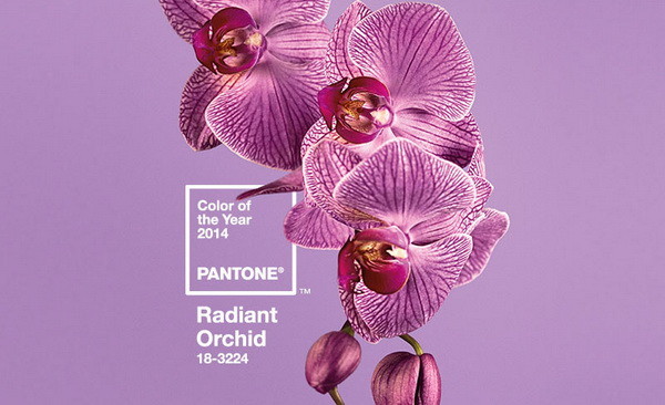  цвет наступающего года — сияющая орхидея Pantone 18-3224
